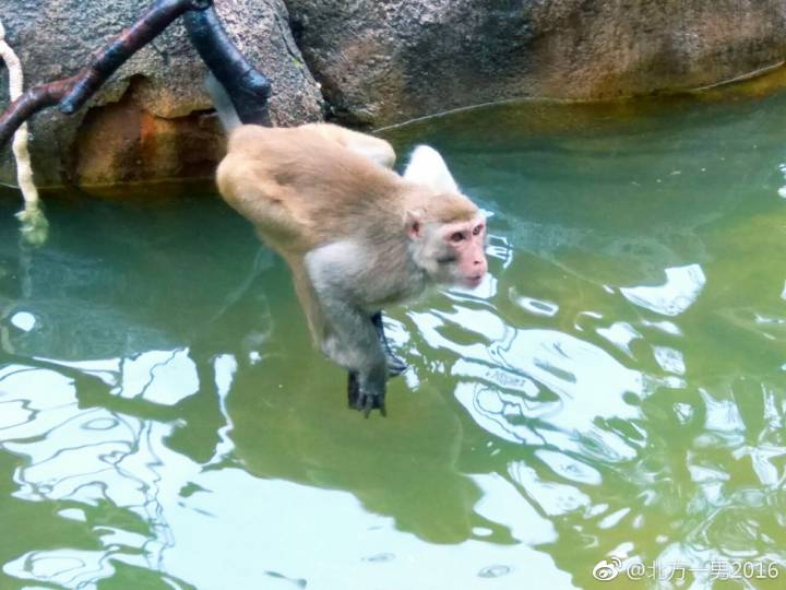 长隆野生动物世界自驾车,长隆野生动物世界免票吗