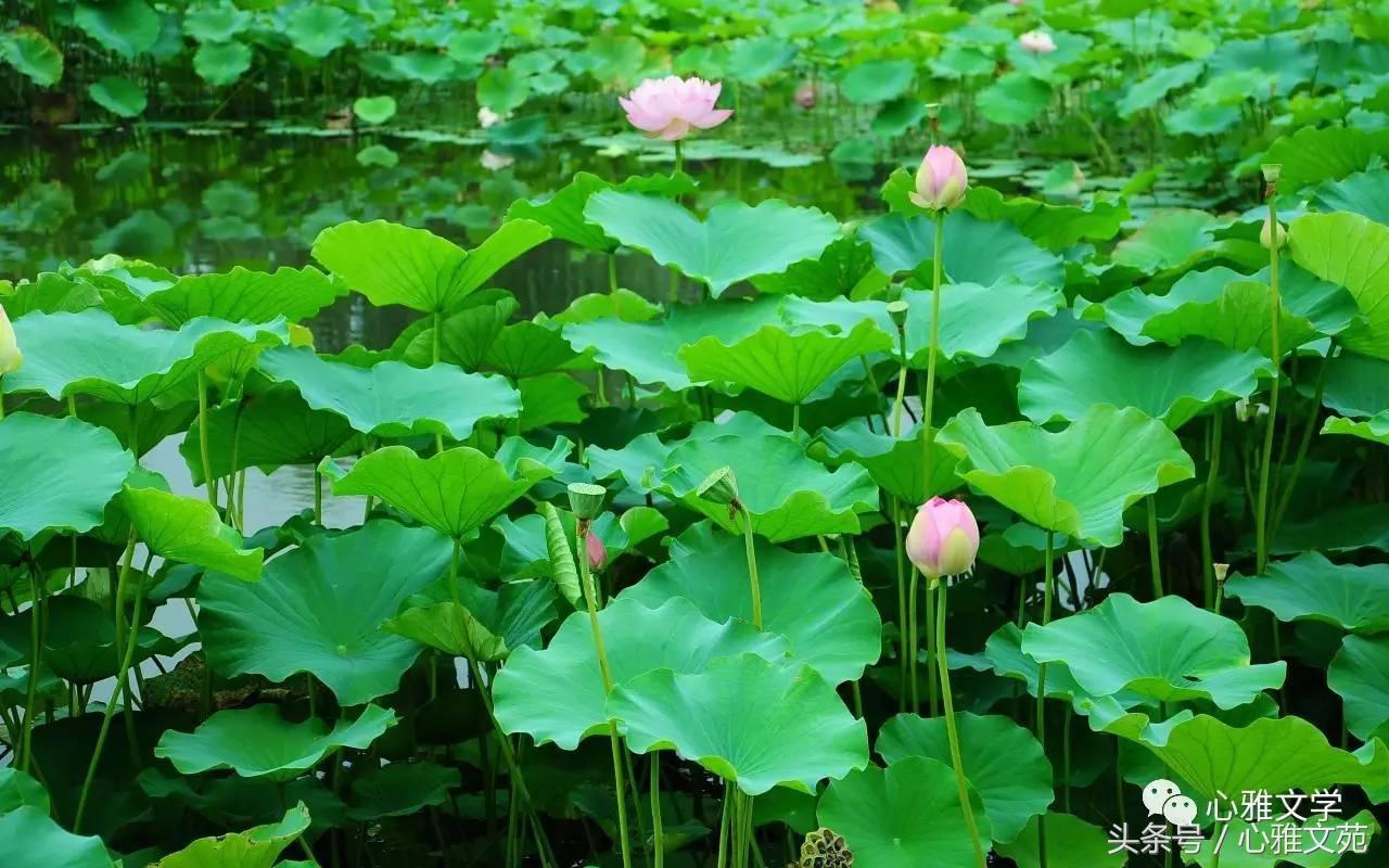 七月:当我刚打下“七月”两个字时候,突然