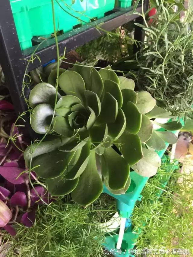 控制不住的焦虑恐慌怎么缓解,都市人的焦虑