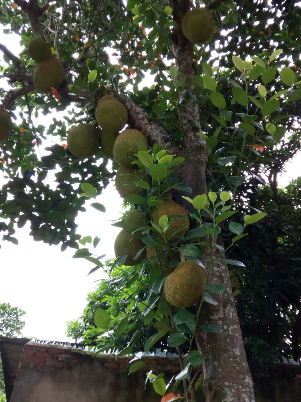 树上菠萝干苞和湿苞图片,湿苞菠萝蜜树