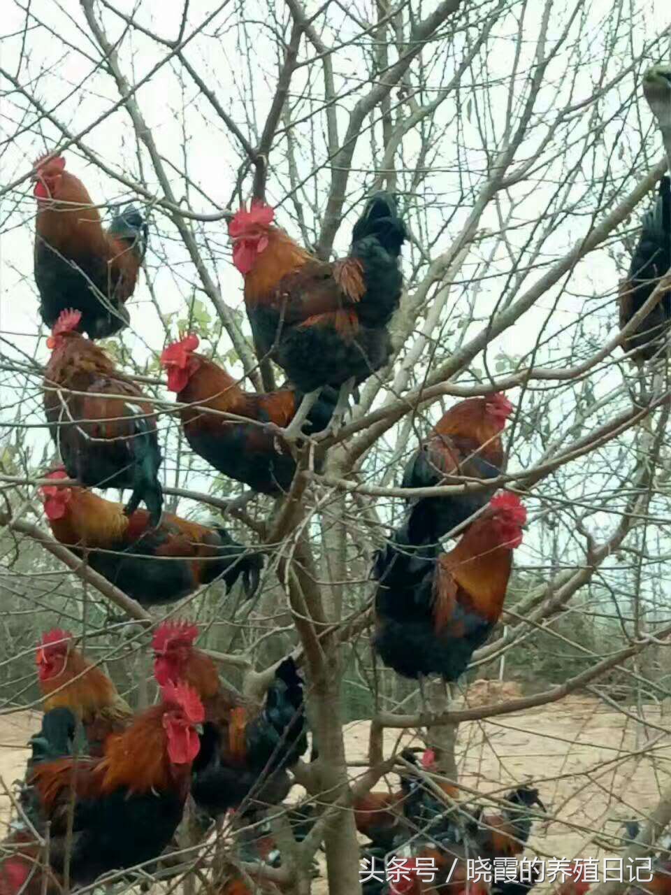 养殖户通过养鸡发家致富,农村养殖户经营