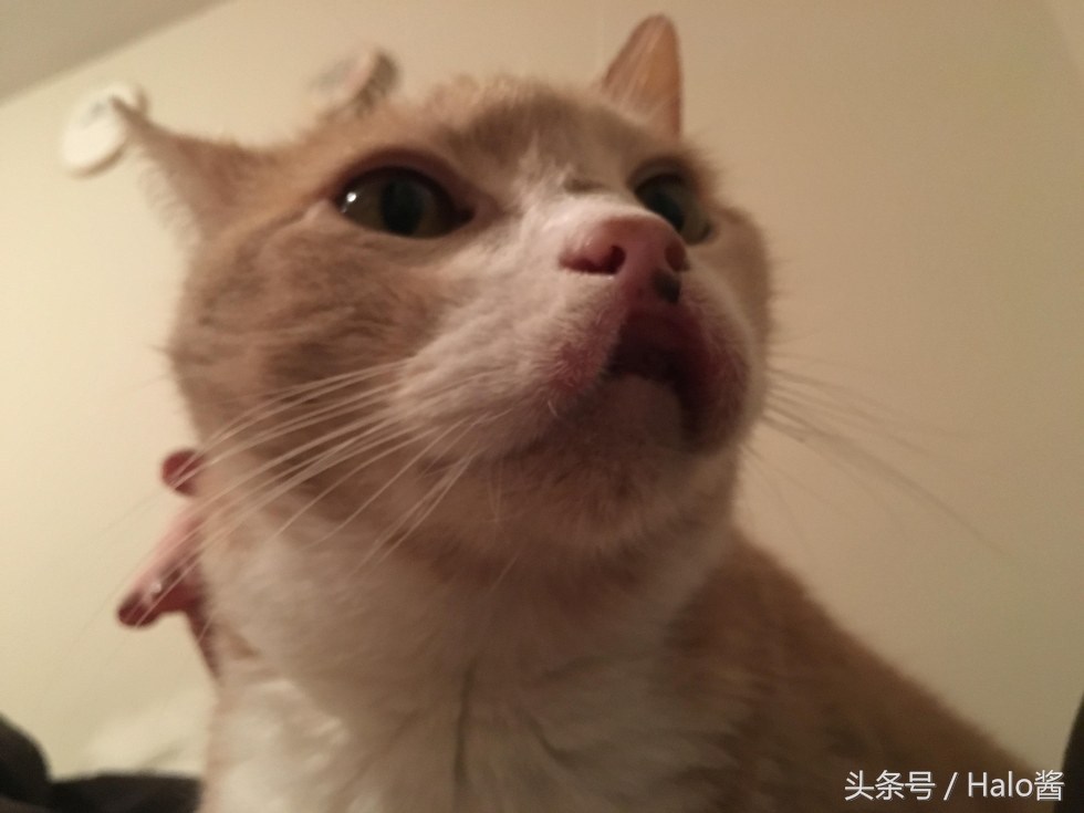 猫咪兔唇怎么办,兔唇猫咪