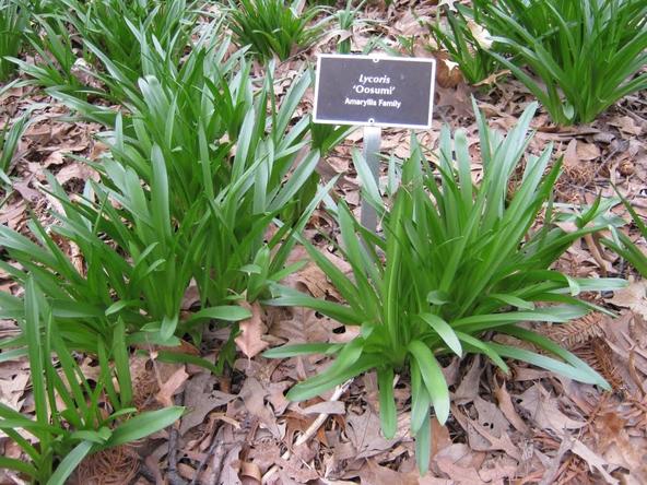 被名字耽误的花又美又凄凉,被名字耽误的8种花材