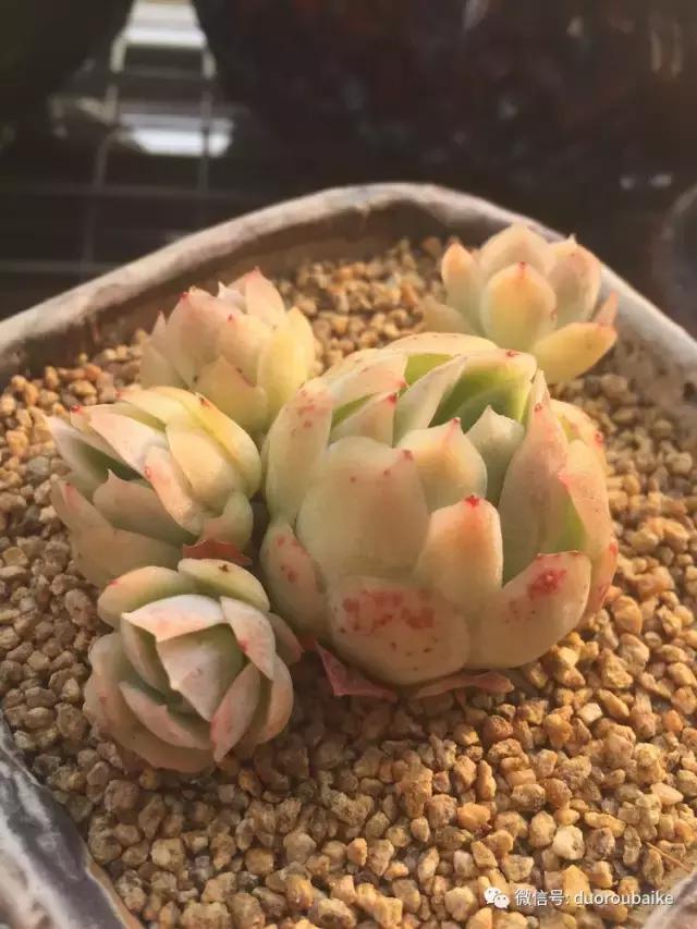 夏日多肉状态,夏天的多肉褪去了华丽的颜色