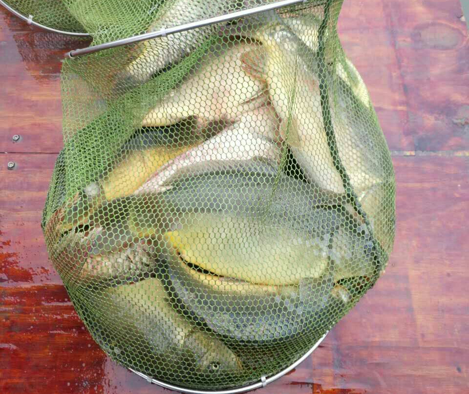 钓鱼时鱼缺氧,气压低鱼不沉底怎么钓