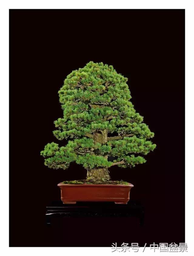 全国盆景拍卖前十 (盆景拍卖专场)