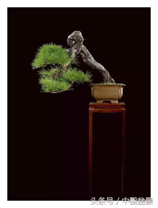 全国盆景拍卖前十 (盆景拍卖专场)