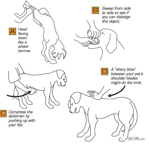 狗狗突然呛了气管怎么办,狗狗像呛到了卡不出来一样