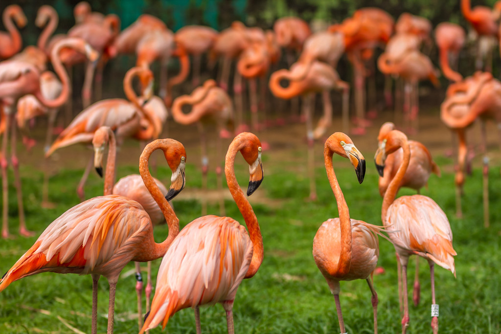 鐏儓楦熺潾姣涜啅瀵嗙⒊,鐏儓楦熺粏寰潾姣涜啅