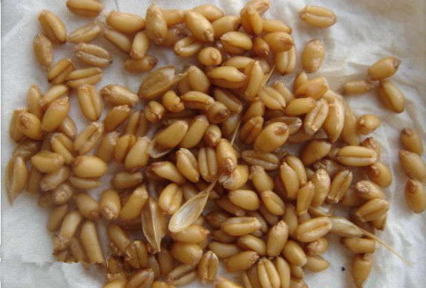 打窝子后怎么钓鱼最好,窝子打了没有鱼