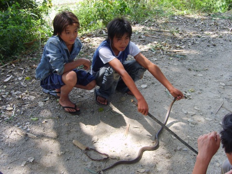 生吃蛇胆清热解毒吗,生吃蛇胆真的大补吗