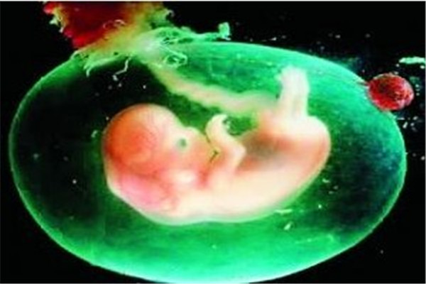 试管着床成功后饮食,母体营养饮食与胚胎着床的关系