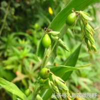 长得像玉米芽的草叫什么,长得像胡豆很硬的种子