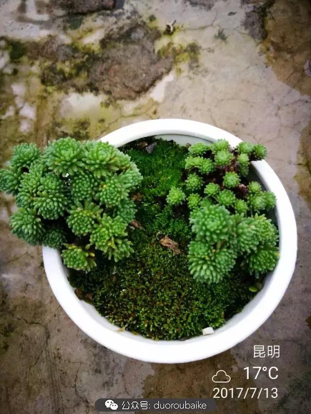苔藓与多肉,多肉与苔藓的巧妙组合