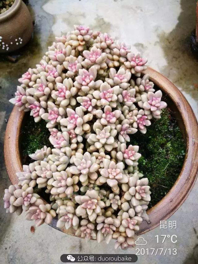 苔藓与多肉,多肉与苔藓的巧妙组合