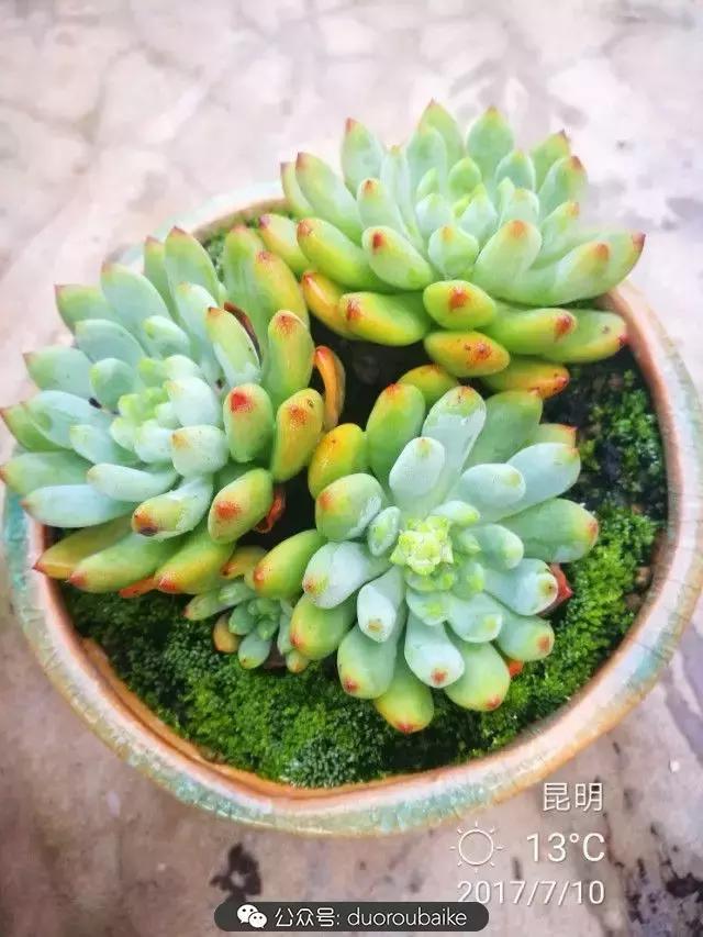 苔藓与多肉,多肉与苔藓的巧妙组合