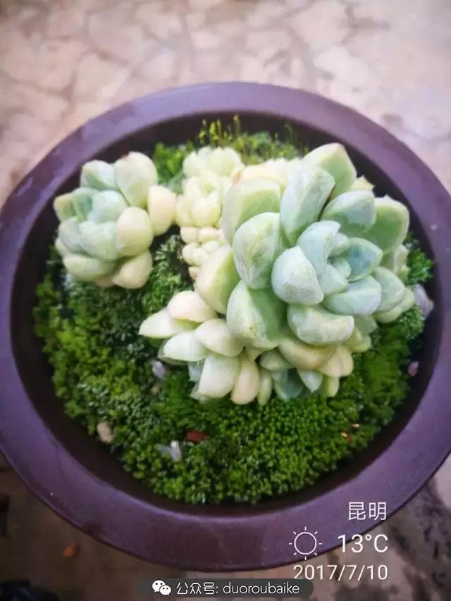 苔藓与多肉,多肉与苔藓的巧妙组合