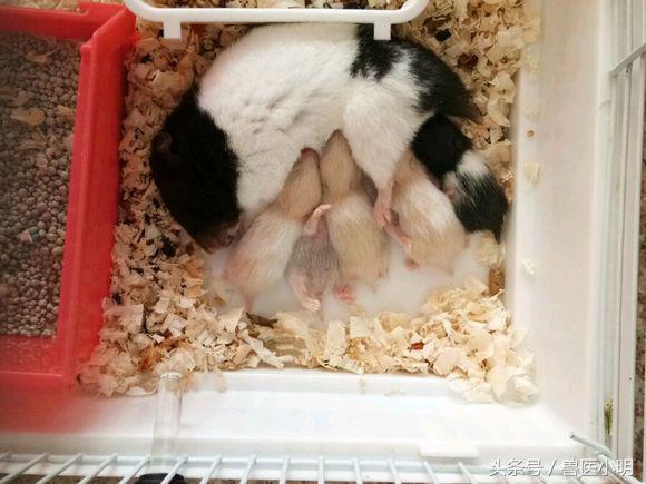 网友的仓鼠繁殖能力惊人，送完一窝，又来一窝，快要养不起了