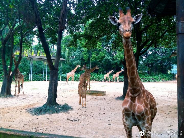 长隆野生动物世界自驾车,长隆野生动物世界免票吗