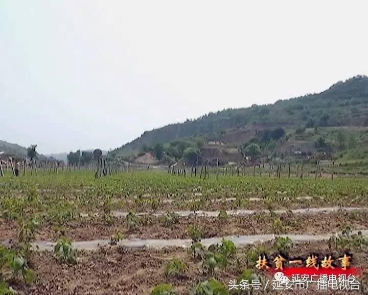 河北固安特色种植助农增收,特色种植促进农民增收措施