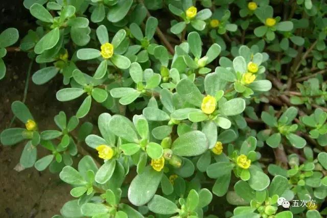 鱼腥草真的很腥吗,鱼腥草怎样吃