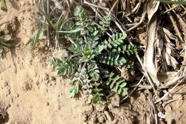 鱼腥草真的很腥吗,鱼腥草怎样吃