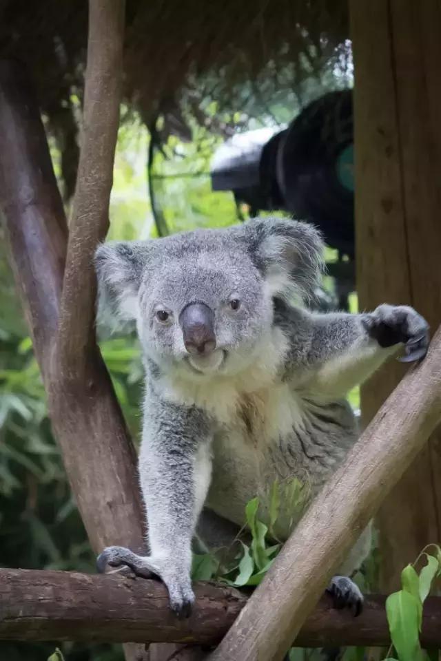 广州旅游攻略长隆动物世界,去广州旅游攻略长隆动物园