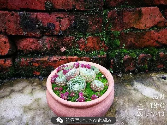 苔藓与多肉,多肉与苔藓的巧妙组合