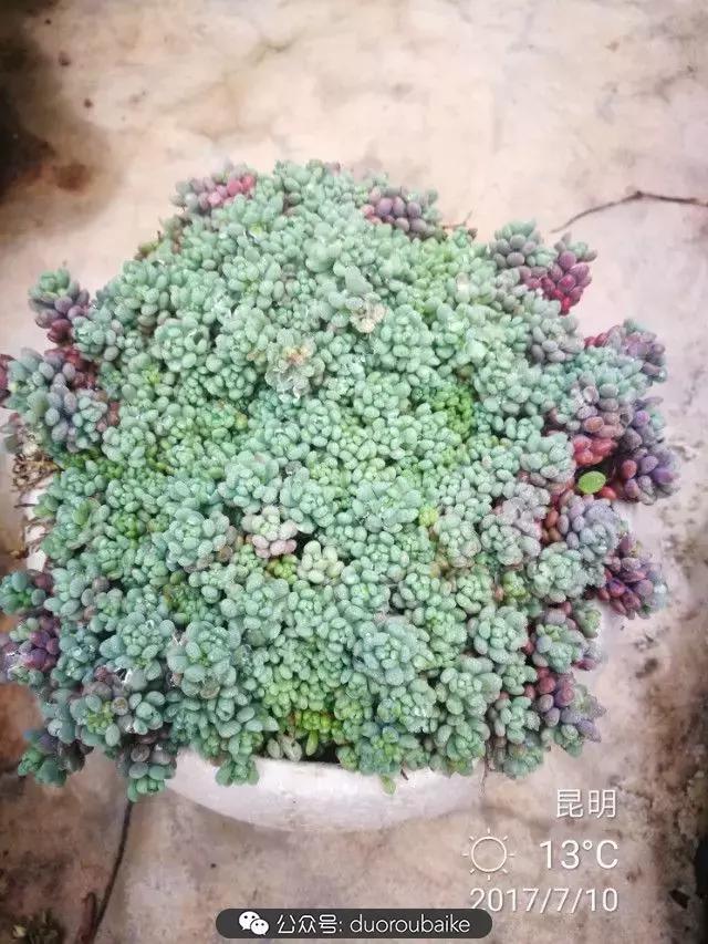 苔藓与多肉,多肉与苔藓的巧妙组合