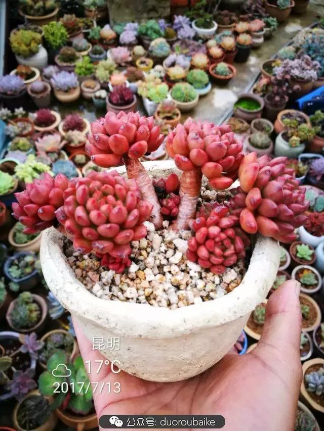 苔藓与多肉,多肉与苔藓的巧妙组合