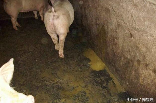 治疗猪的腹泻,到底哪种方法更好呢?这个可能是你要的答案