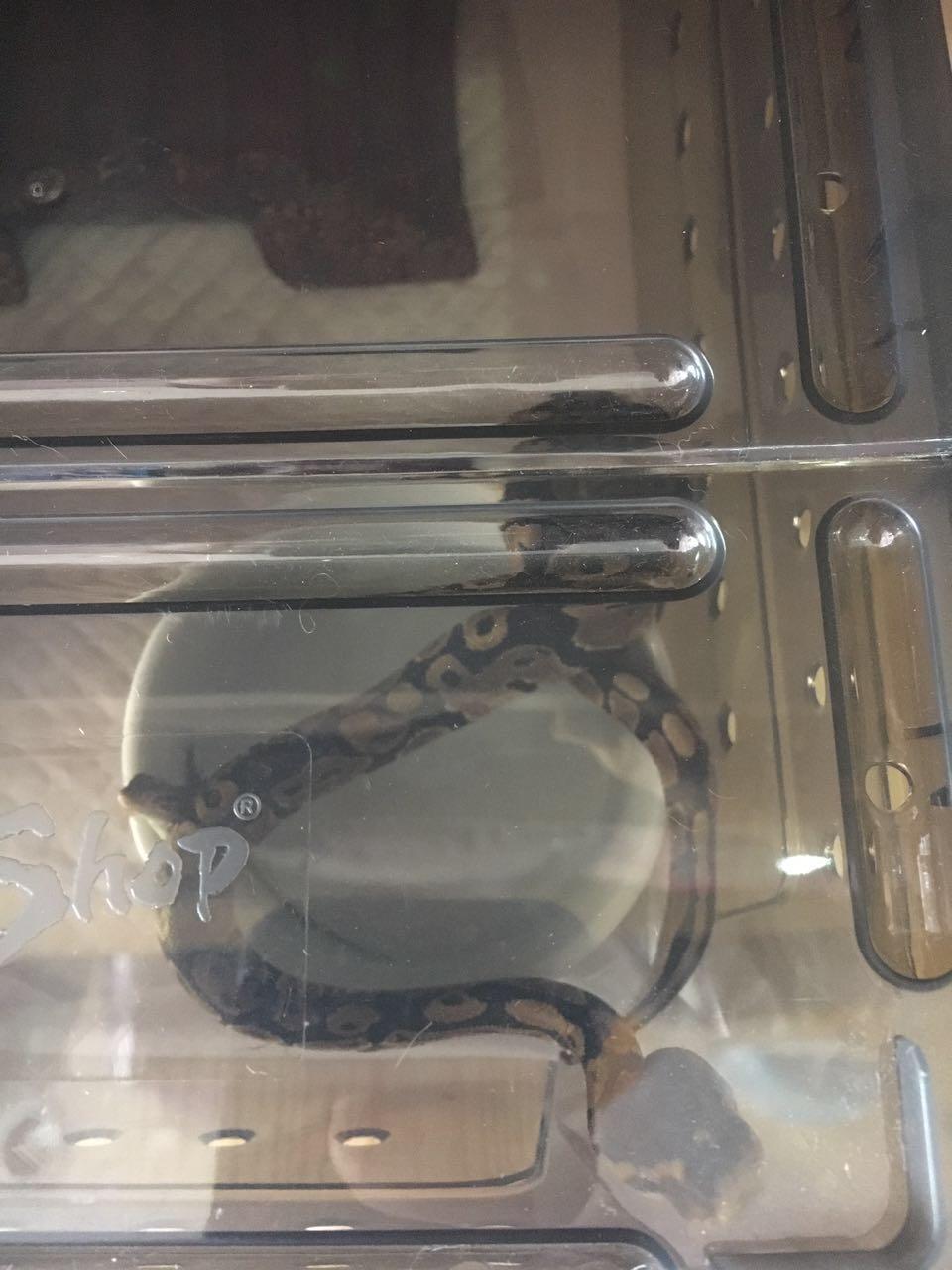 最受欢迎宠物蛇,最适合养的霸气宠物蛇