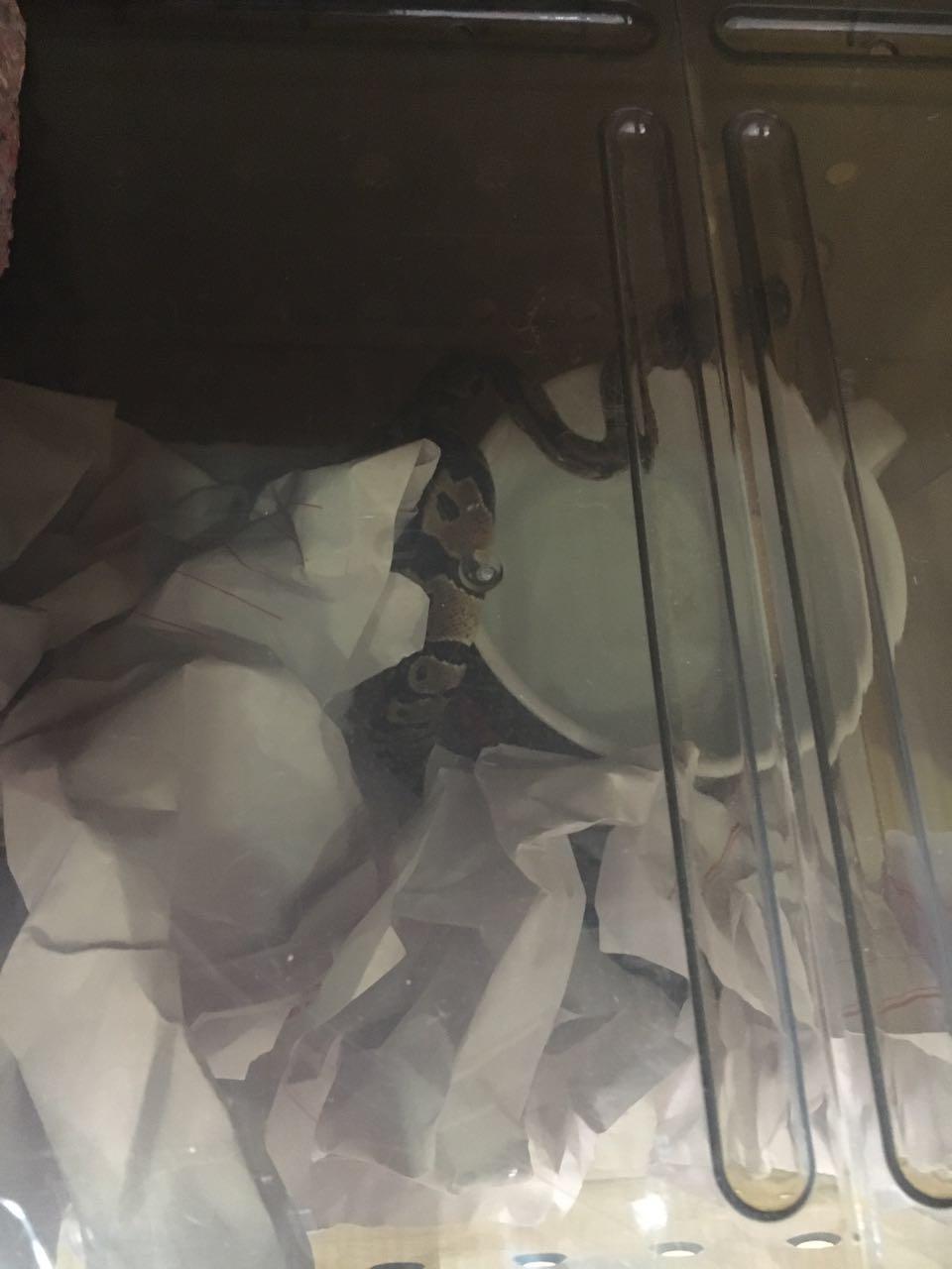 最受欢迎宠物蛇,最适合养的霸气宠物蛇