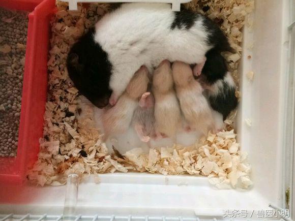 网友的仓鼠繁殖能力惊人，送完一窝，又来一窝，快要养不起了