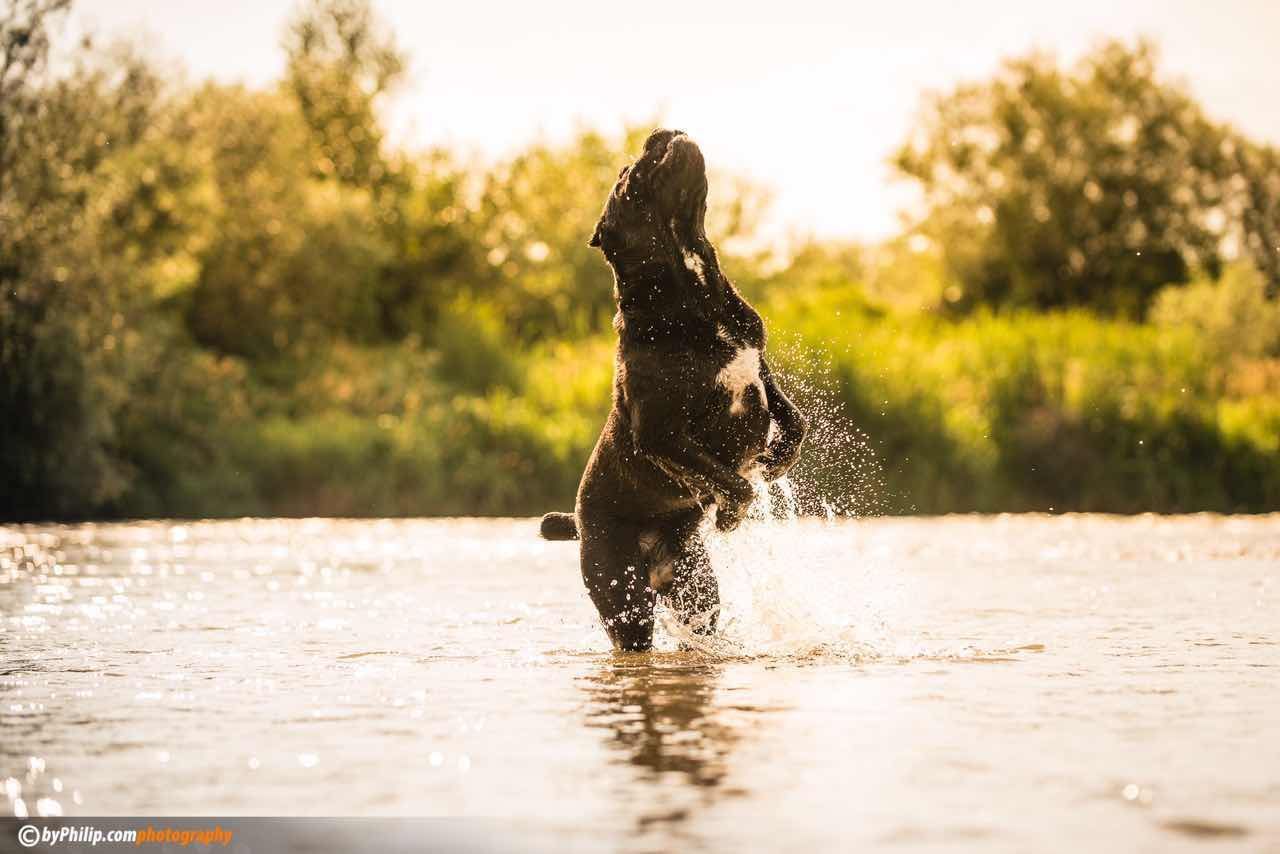 千年古老犬种卡斯罗,寻根之旅巴里坤
