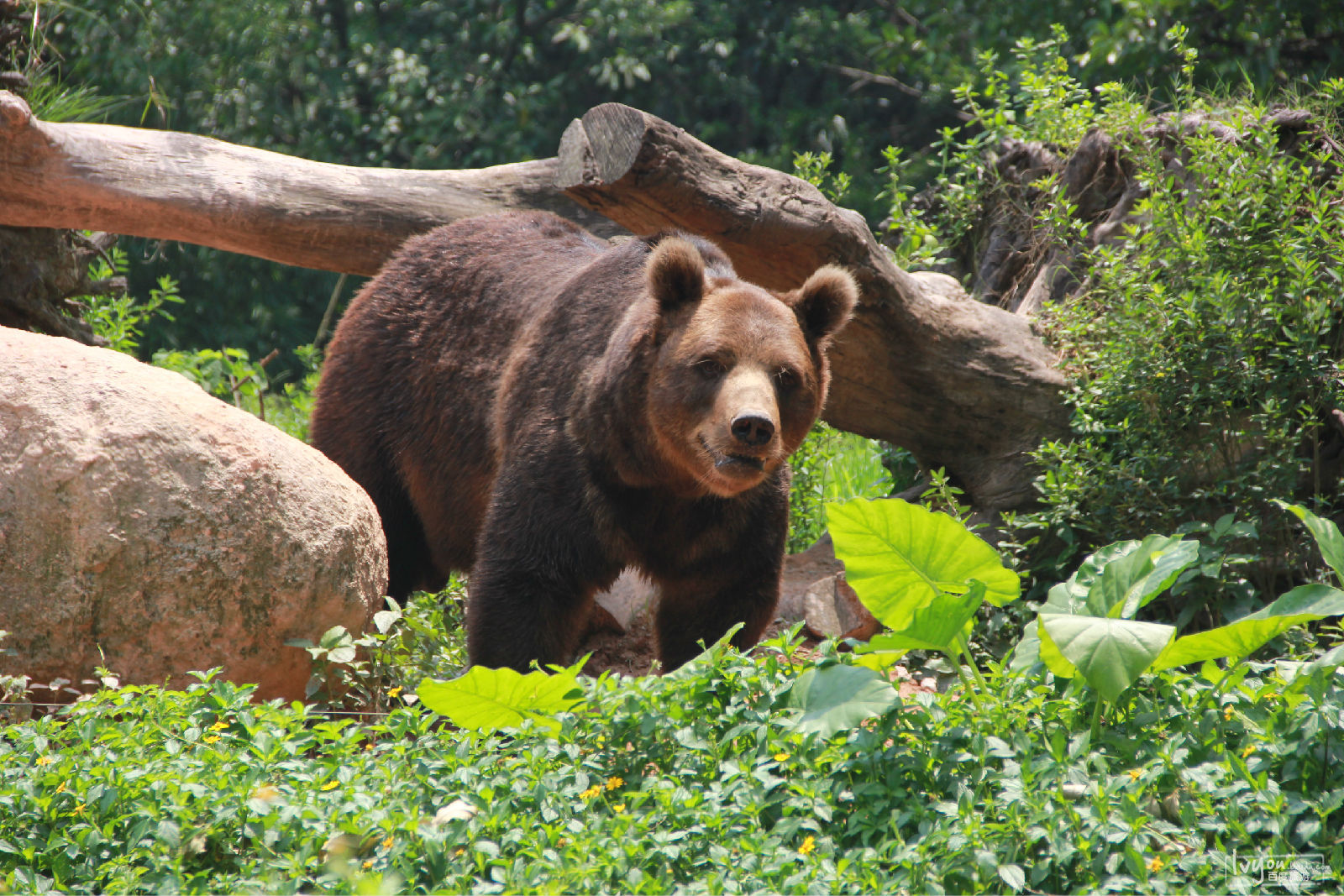 长隆野生动物世界自驾车,长隆野生动物世界免票吗