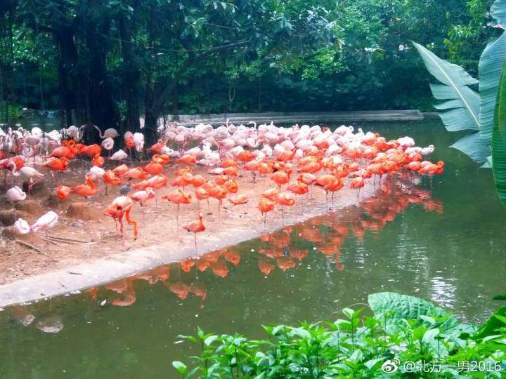 长隆野生动物世界自驾车,长隆野生动物世界免票吗