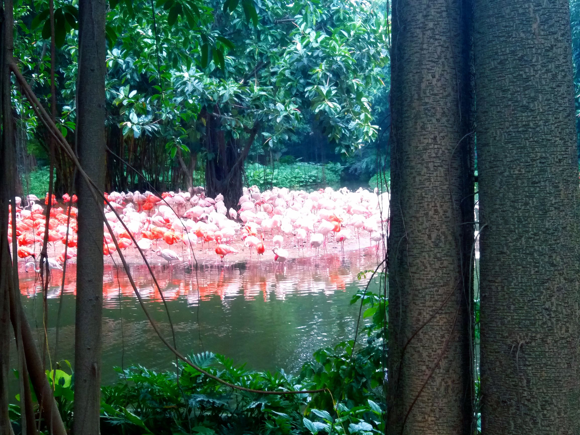 长隆野生动物世界自驾车,长隆野生动物世界免票吗