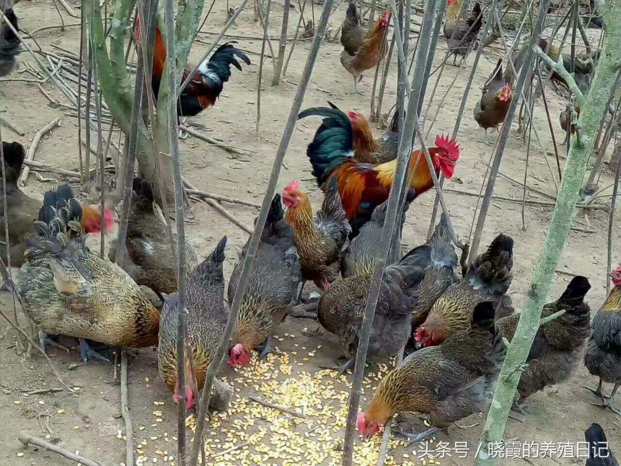 养殖户通过养鸡发家致富,农村养殖户经营