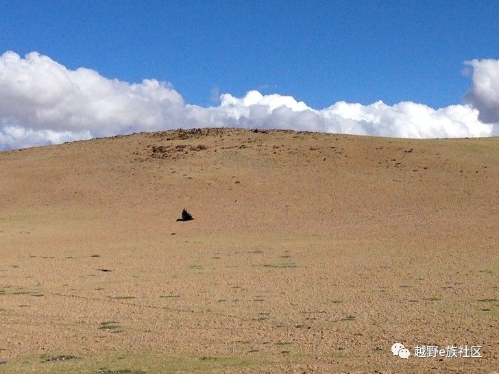 我与“她”可可西里二十天零距离的故事