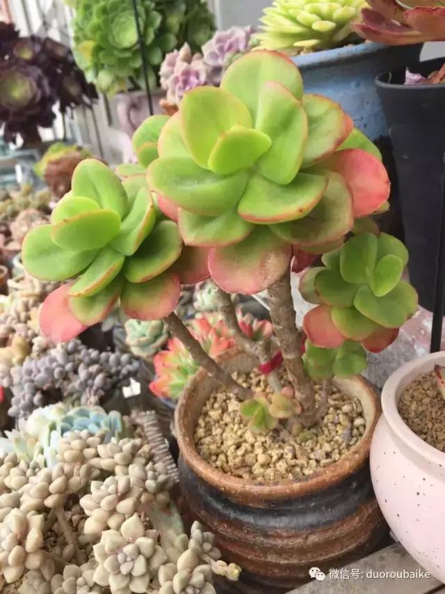 夏日多肉状态,夏天的多肉褪去了华丽的颜色