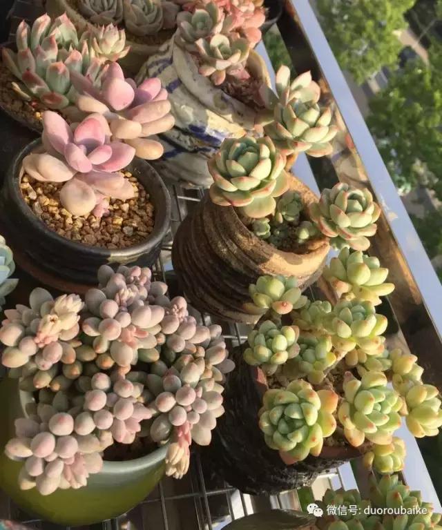 夏日多肉状态,夏天的多肉褪去了华丽的颜色