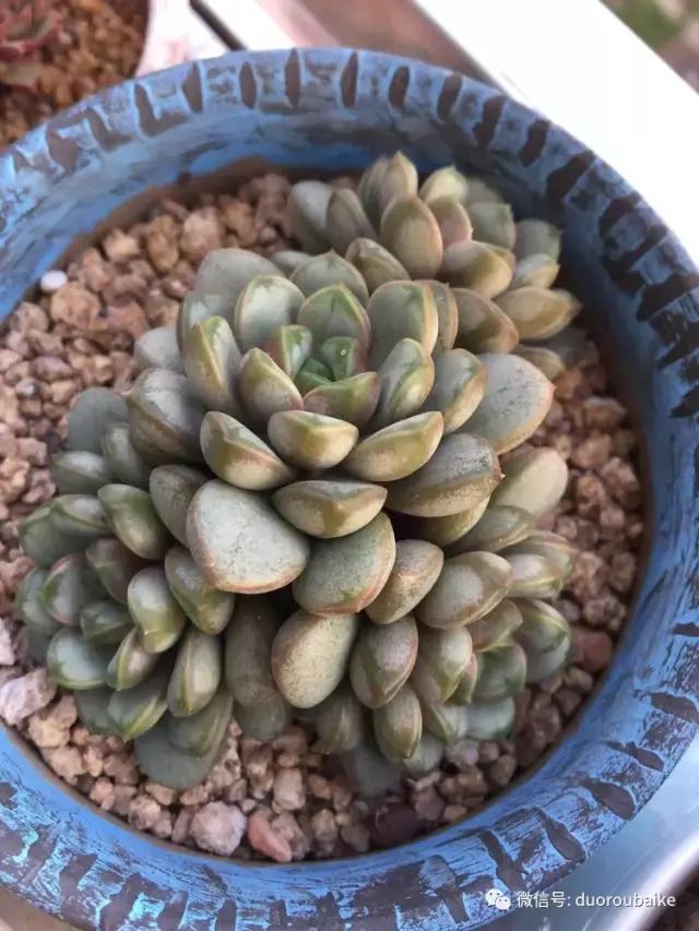 夏日多肉状态,夏天的多肉褪去了华丽的颜色