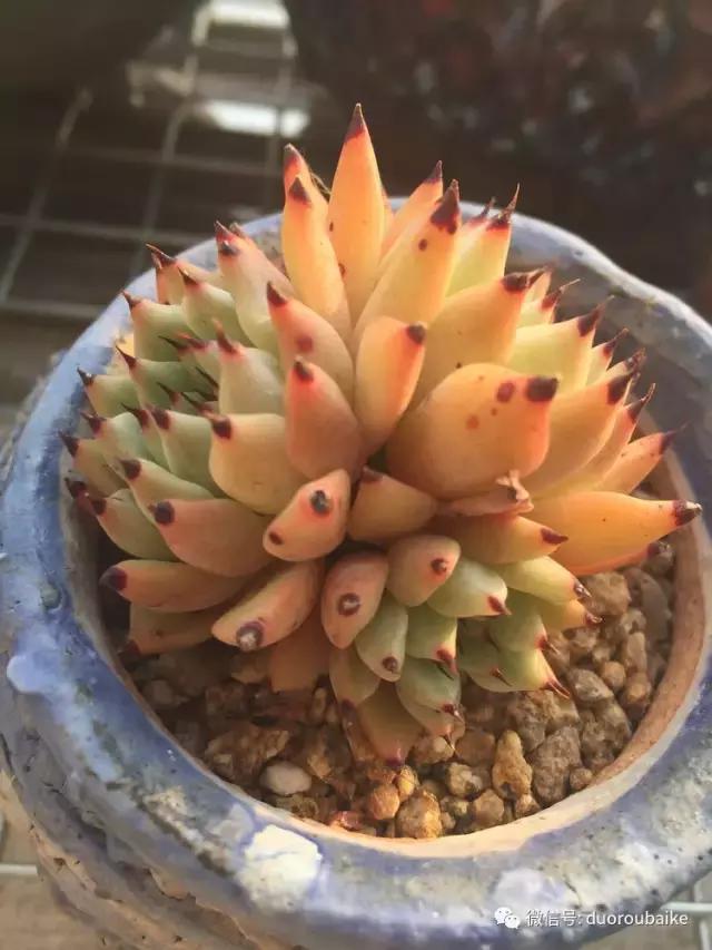 夏日多肉状态,夏天的多肉褪去了华丽的颜色