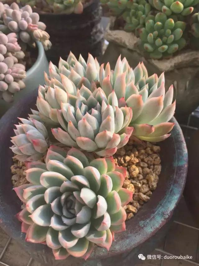 夏日多肉状态,夏天的多肉褪去了华丽的颜色