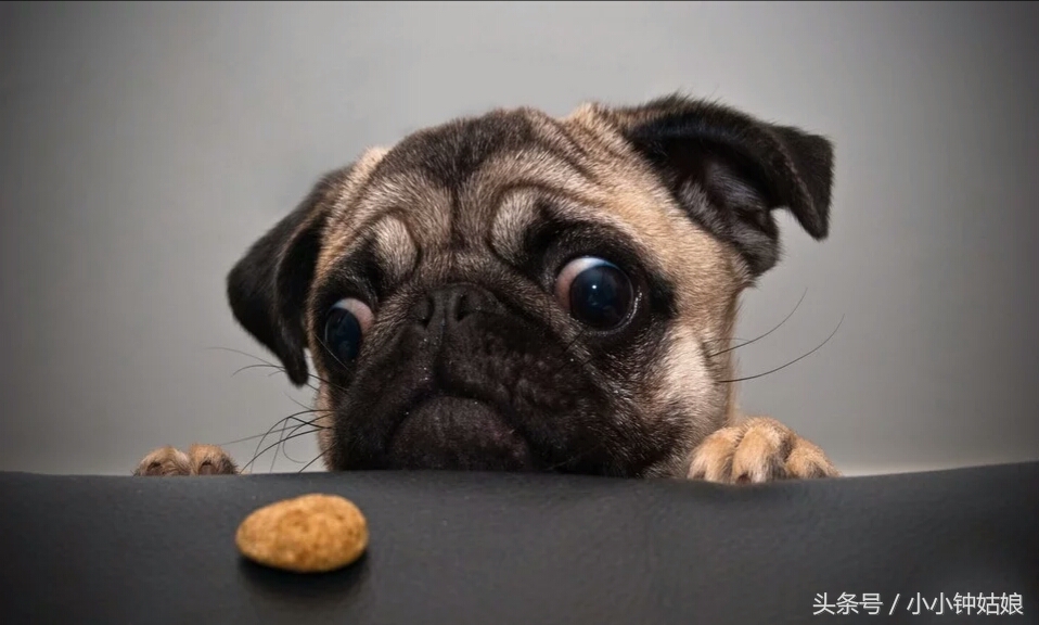 狗消化不良有哪些症状,狗消化不良会死吗