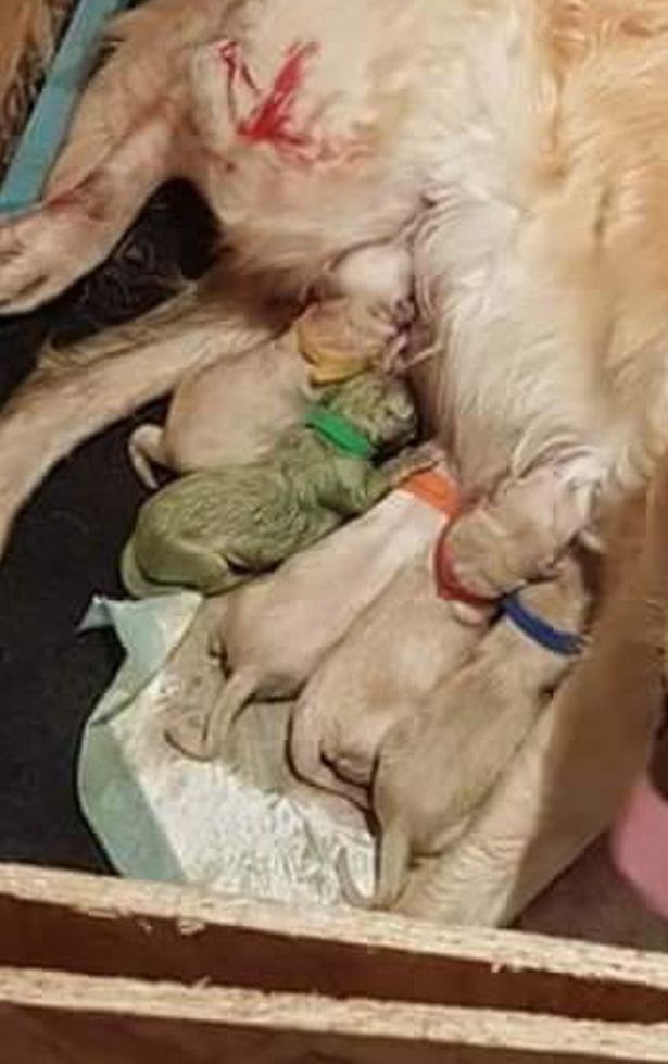 戴绿帽了？英国一家人家养的大金毛，下了一只绿狗崽，真蹊跷！