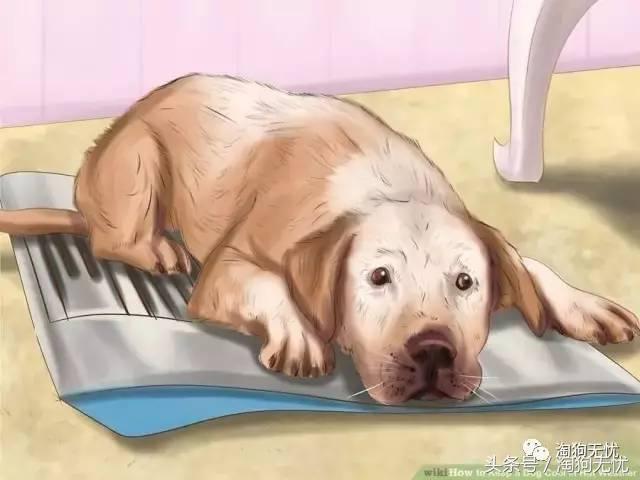 狗狗中暑引发心脏病怎么办,狗狗中暑后一直叫是怎么了