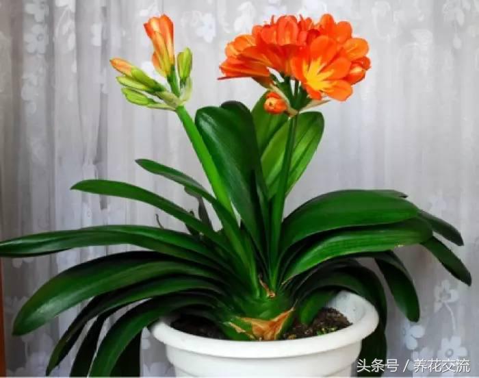 适合家里养的32种花绿植,净化空气绿植盆栽有哪些