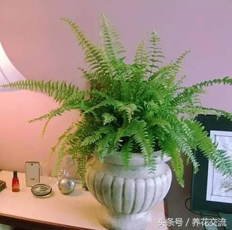 适合家里养的32种花绿植,净化空气绿植盆栽有哪些